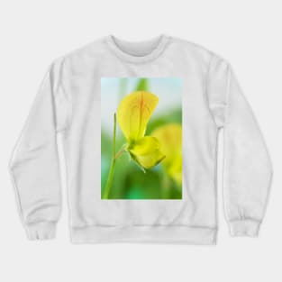 Lathyrus chloranthus  Yellow sweet pea Crewneck Sweatshirt